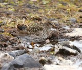 Paarse Strandloper - Purple Sandpiper