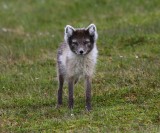 Poolvos - Polar Fox