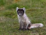 Poolvos - Polar Fox