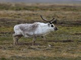 Rendier - Reindeer