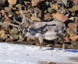 Rendier - Reindeer