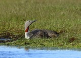 Roodkeelduiker - Red-throated Loon