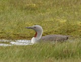 Roodkeelduiker - Red-throated Loon