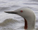 Roodkeelduiker - Red-throated Loon