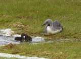 Roodkeelduiker - Red-throated Loon
