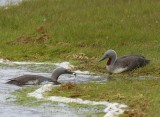 Roodkeelduikers - Red-throated Loons