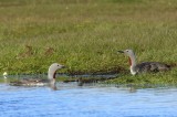 Roodkeelduikers - Red-throated Loons
