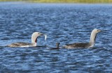 Roodkeelduikers - Red-throated Loons