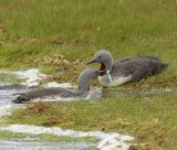 Roodkeelduikers - Red-throated Loons