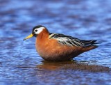 Rosse Franjepoot - Red Phalarope