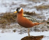 Rosse Franjepoot - Red Phalarope