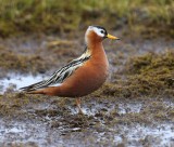 Rosse Franjepoot - Red Phalarope