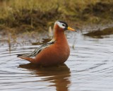 Rosse Franjepoot - Red Phalarope