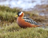 Rosse Franjepoot - Red Phalarope