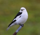 Sneeuwgors - Snow Bunting