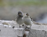 Sneeuwgorzen - Snow Buntings