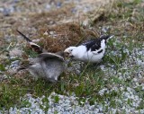 Sneeuwgorzen - Snow Buntings