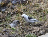 Sneeuwgorzen - Snow Buntings