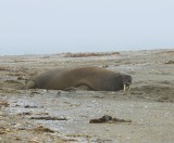 Walrus - Walrus