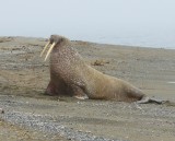 Walrus - Walrus