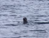 Zadelrob - Harp Seal
