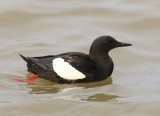 Zwarte Zeekoet - Black Guillemot