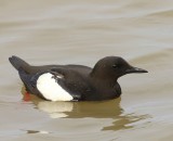 Zwarte Zeekoet - Black Guillemot