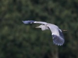 Blauwe Reiger - Grey Heron