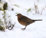 Merel - Common Blackbird