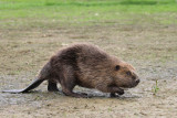 Bever mei 13-3.jpg