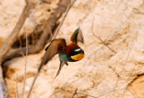 European Bee-Eater  ( Merops Apiaster )