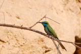 Little Green Bee-eater  (Merops orientalis)