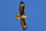 Bonellis Eagle  ( Hieraaetus fasciatus )