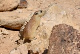   Fat Sand Rat   ( Psammomys obesus )