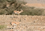 Dorcas gazelle (Gazella dorcas)