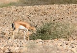Dorcas gazelle (Gazella dorcas)