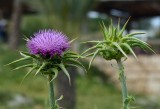 Milk Thistle ( Silybum Marianum )