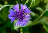 Cornflower, Bachelors button, Bluebottle, Boutonniere flower, Hurtsickle (Centaurea cyanus)