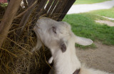 _1080814 Connemara Goat
