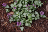 _6050046  Well Established Lamium Maculatum