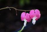 _6070080 Bleeding Hearts