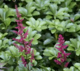 _6130106 Persistent Astilbe