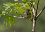 _1080881 Song Sparrow at Beaver Lake