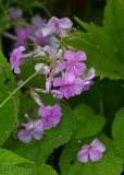 _MG_8486 Possibly Phlox.jpg