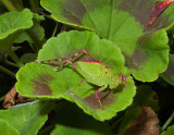 P1110174 Katydid