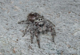 DSCF8858 Pugnacious Jumping Spider