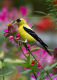 _MG_8675 american goldfinch on Zinnia