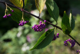 _1100403 Beautyberry Bush