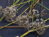 _A230061 Garlic Chive Seedheads