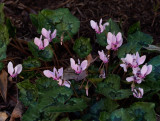 _A230054 Hardy Cyclamen